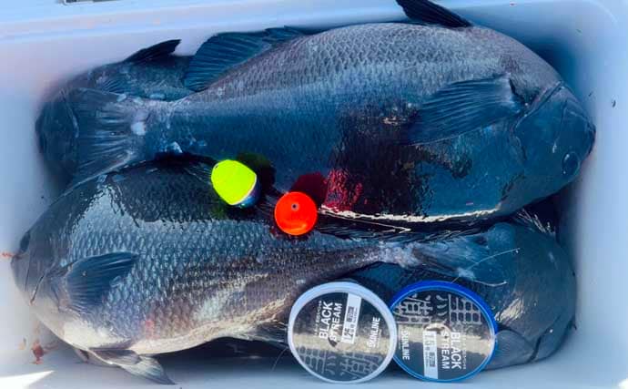 美味しそうな良型クロ（グレ）乱舞！磯フカセ釣りで45cm頭に本命続々【大分・蒲江】