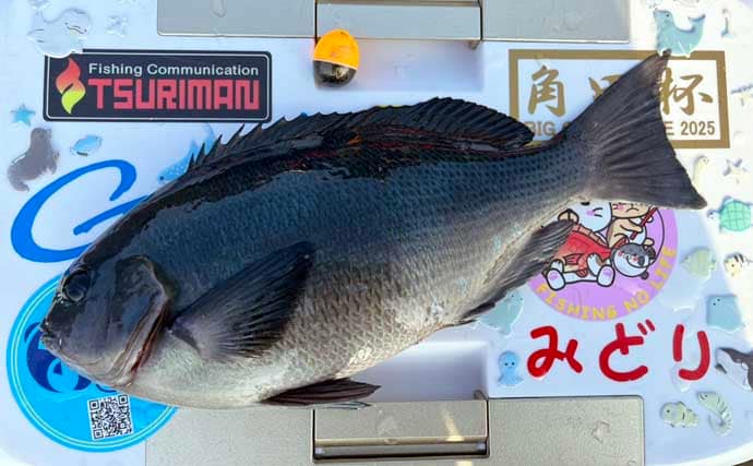 美味しそうな良型クロ（グレ）乱舞！磯フカセ釣りで45cm頭に本命続々【大分・蒲江】