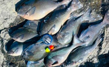 美味しそうな良型クロ（グレ）乱舞！磯フカセ釣りで45cm頭に本命続々【大分・蒲江】