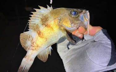 「スナメリはどうやって避ける？」　離島メバリング釣行で25cm頭にメバル連打成功！