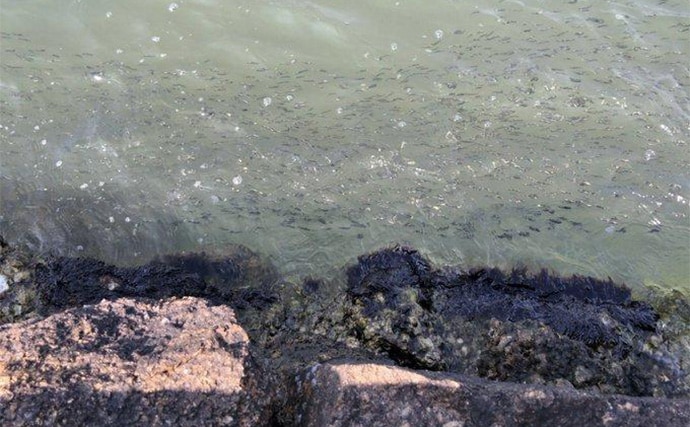 「ヒラメ連発も夢じゃない!」 秋の陸っぱりルアーヒラメ釣り徹底攻略法