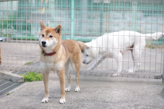 しげちゃんはセンターで1年間ほど過ごしている。鳥や飛行機を警戒したり、見知らぬ男性に異様にほえたりする様子から、以前に男性の飼い主から虐待を受けていた可能性もある。落ち着かない様子でケージ内を歩き回っていたが、たまに近寄ってきてくれた。後ろにいるのは同じく収容中のバニラちゃん