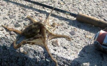 「有終の美飾れず？」終盤戦の陸っぱりイイダコ釣りで2ハイ手中も型に不満【岡山】