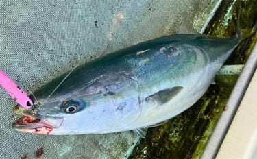 「10kg超えブリが続々！」上越沖ジギングで腹パン寒ブリをキャッチ【こうゆう丸】