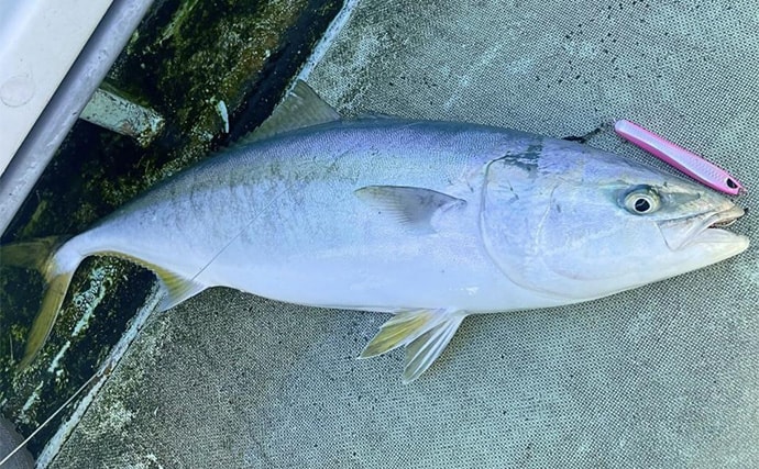 「10kg超えブリが続々！」上越沖ジギングで腹パン寒ブリをキャッチ【こうゆう丸】