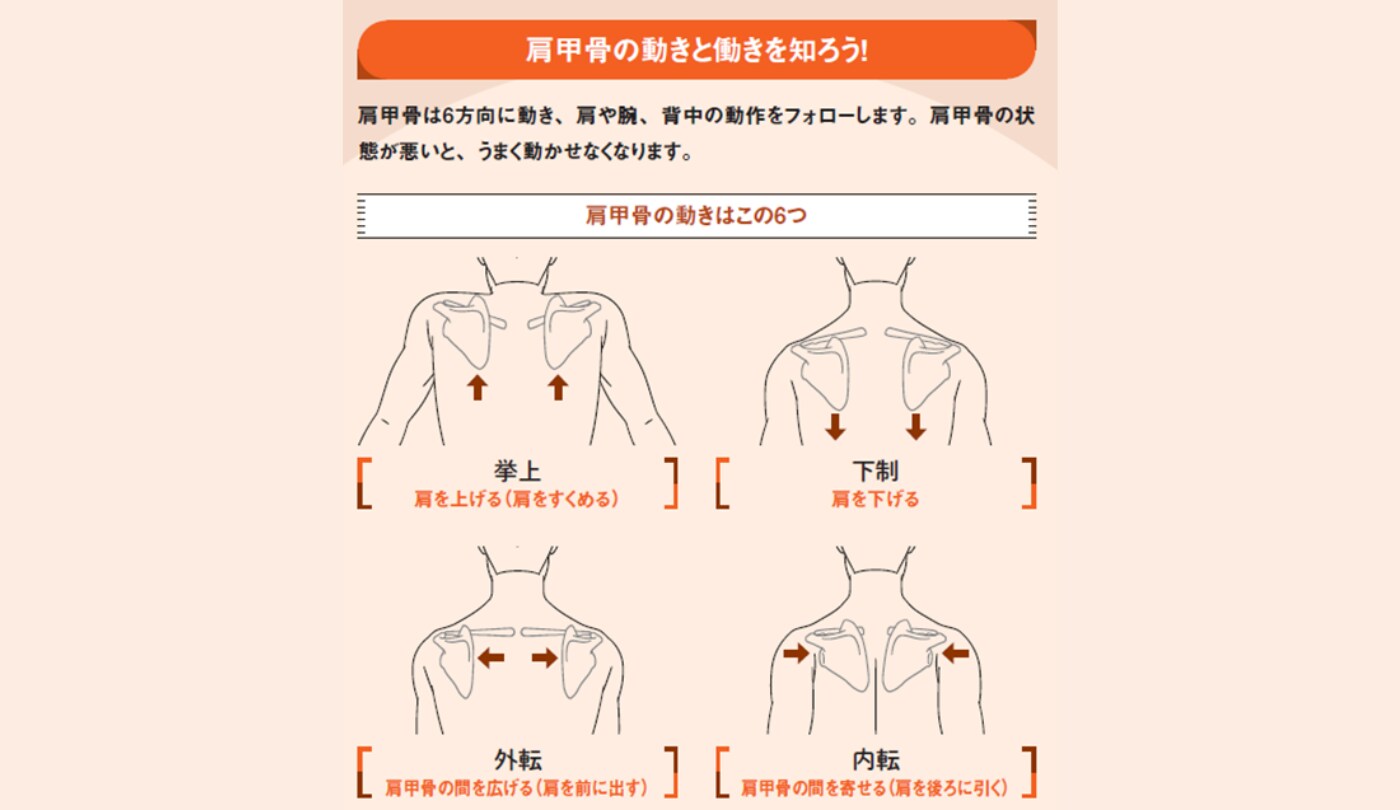 肩甲骨の動きと働きを知ろう！