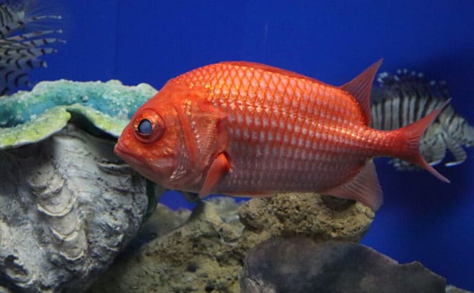 魚たちはいつどこで眠るの？　水族館で眠る魚を観察するのに適したタイミングを紹介