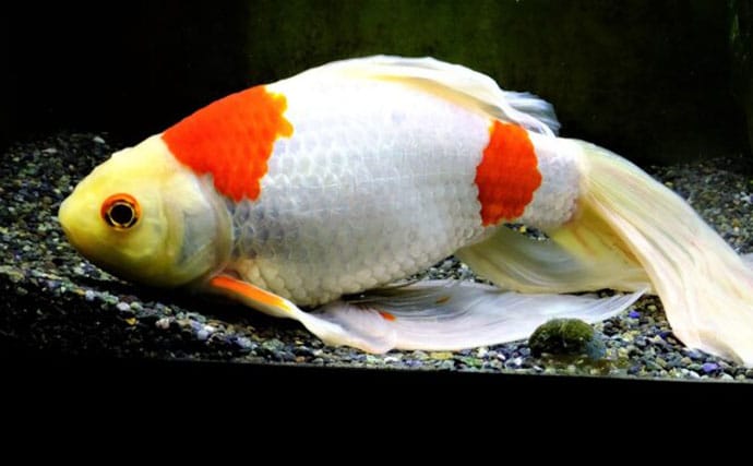 魚たちはいつどこで眠るの？　水族館で眠る魚を観察するのに適したタイミングを紹介