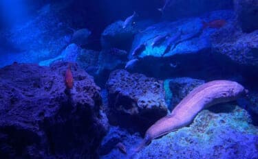 魚たちはいつどこで眠るの？　水族館で眠る魚を観察するのに適したタイミングを紹介