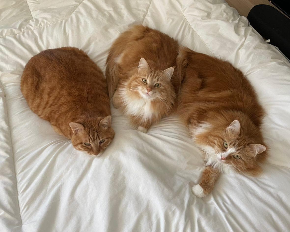 イケメン猫専門医に聞く“保護猫”を迎える心構えと準備＆迎えた後の問題を解決 