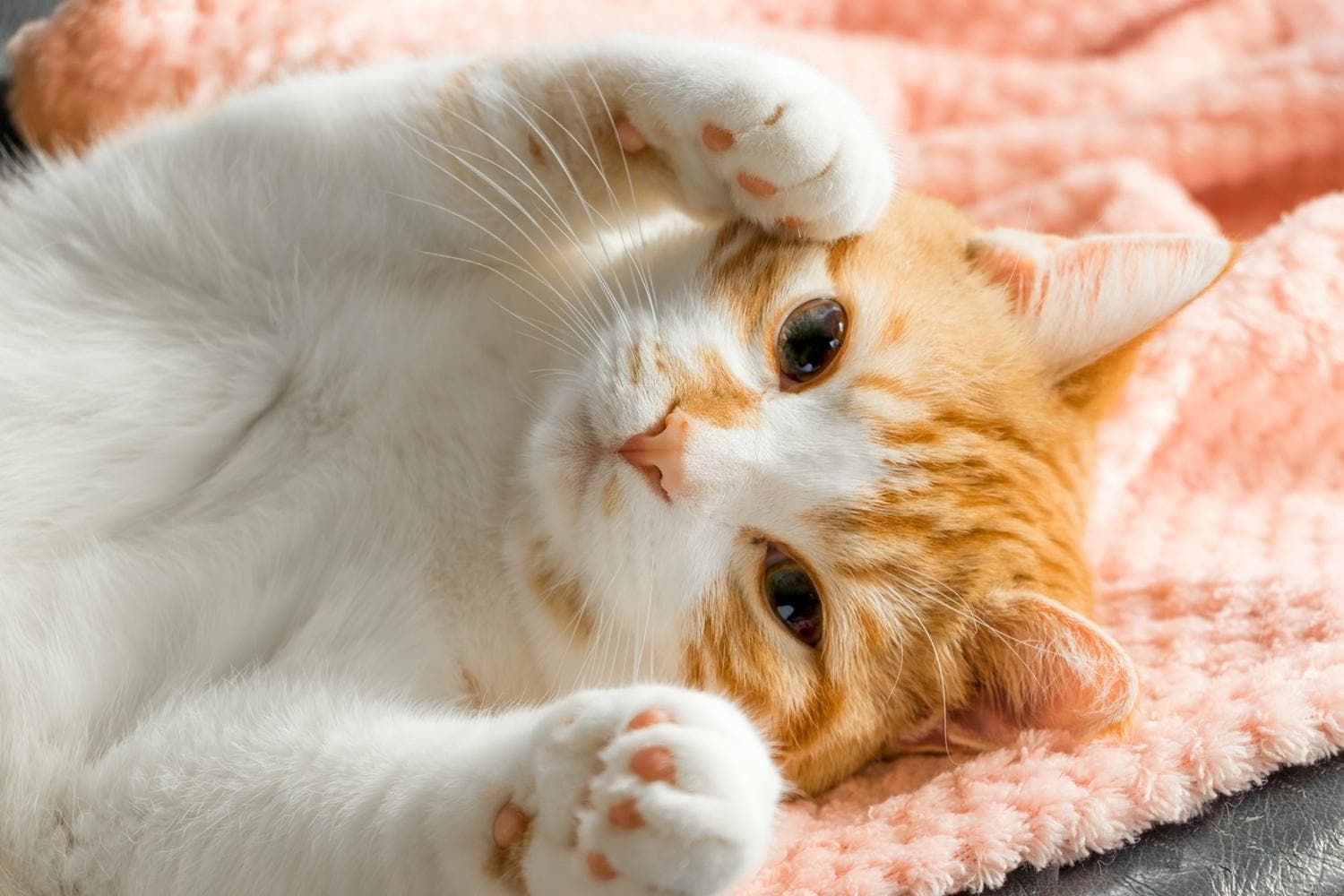 イケメン猫専門医に聞く“保護猫”を迎える心構えと準備＆迎えた後の問題を解決 