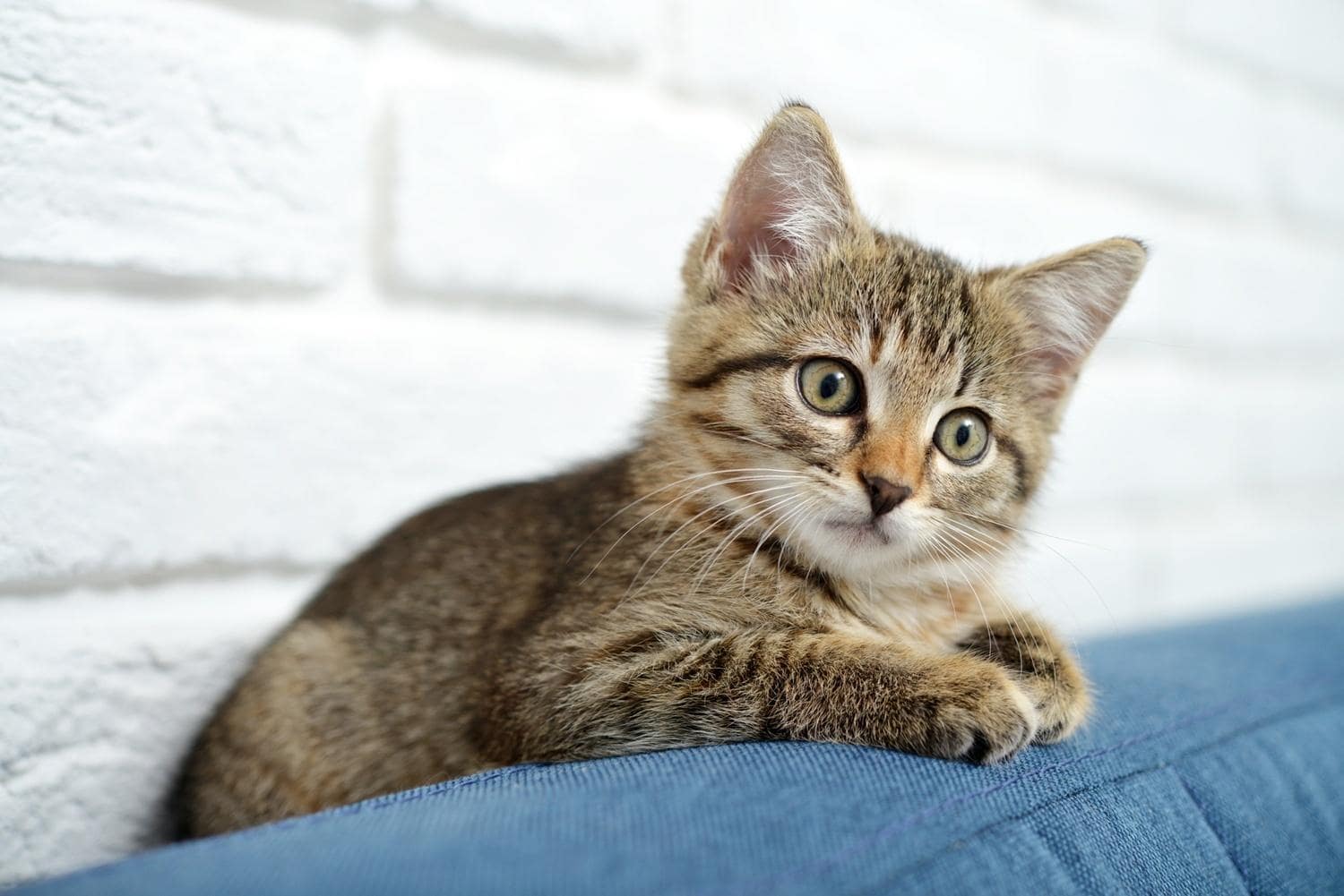 イケメン猫専門医に聞く“保護猫”を迎える心構えと準備＆迎えた後の問題を解決 