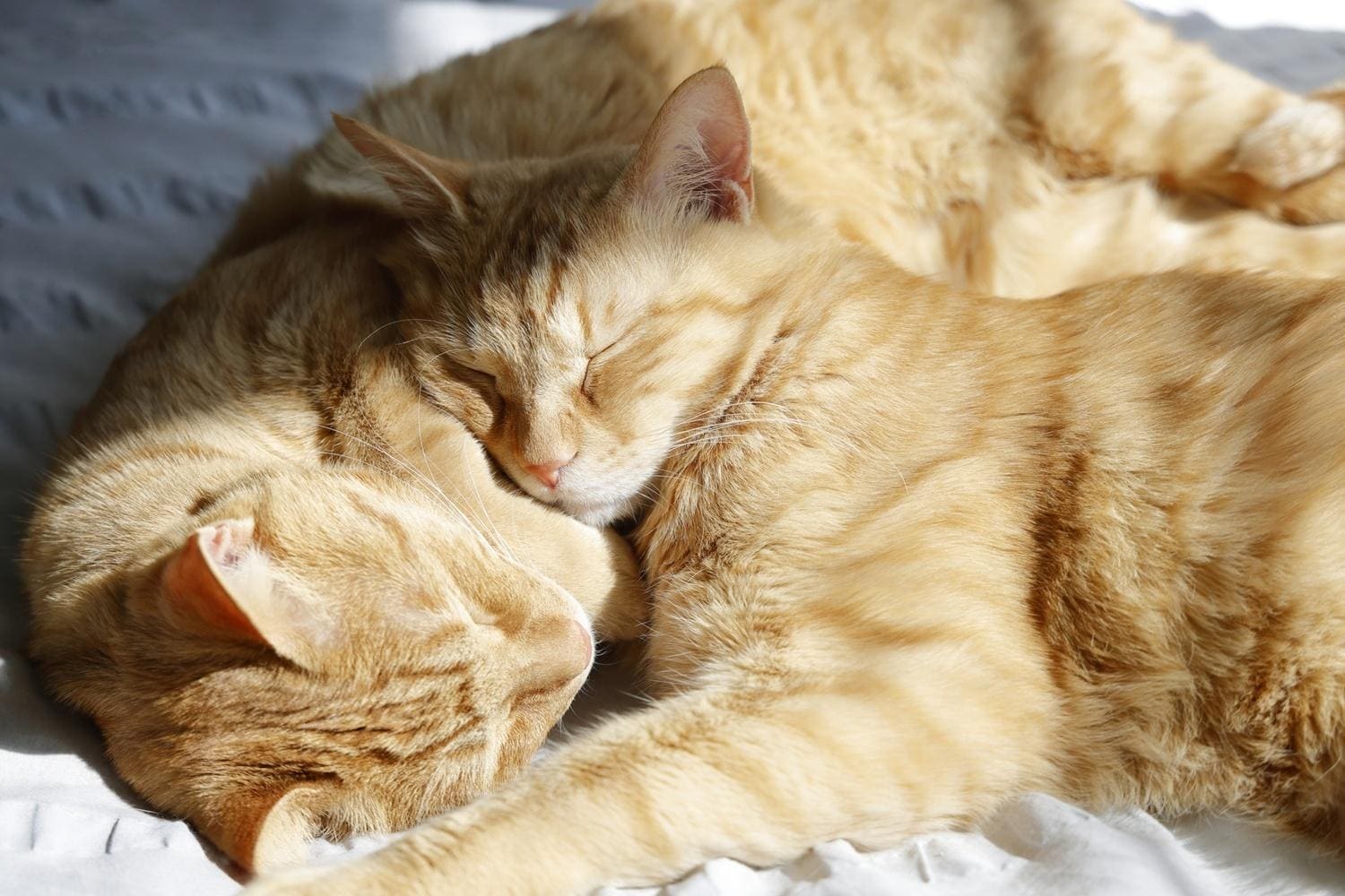 イケメン猫専門医に聞く“保護猫”を迎える心構えと準備＆迎えた後の問題を解決 