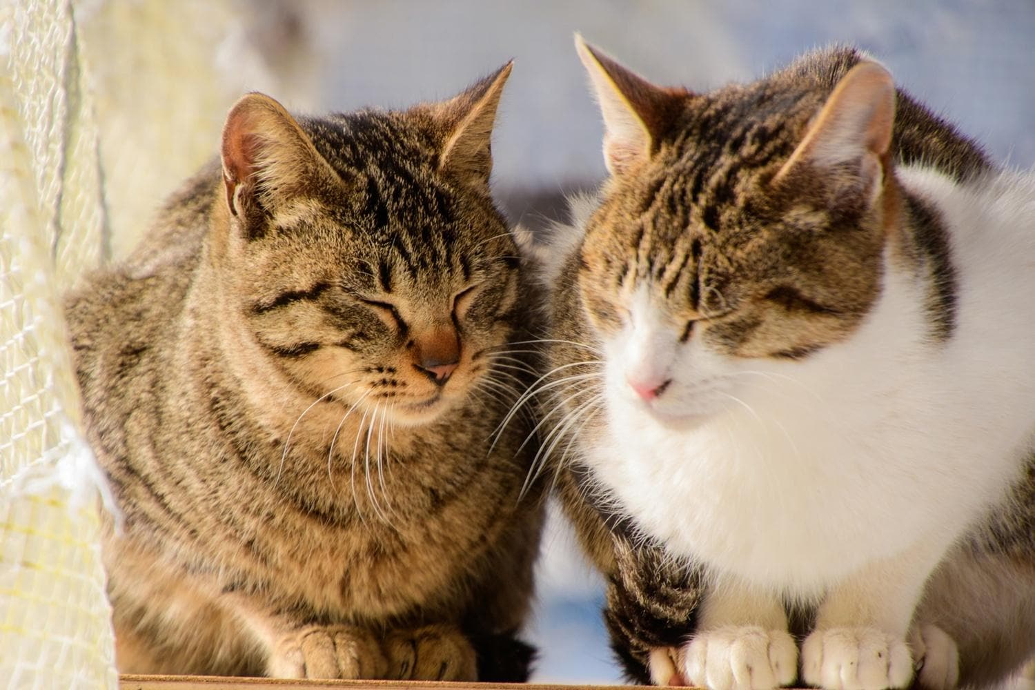 イケメン猫専門医に聞く“保護猫”を迎える心構えと準備＆迎えた後の問題を解決 