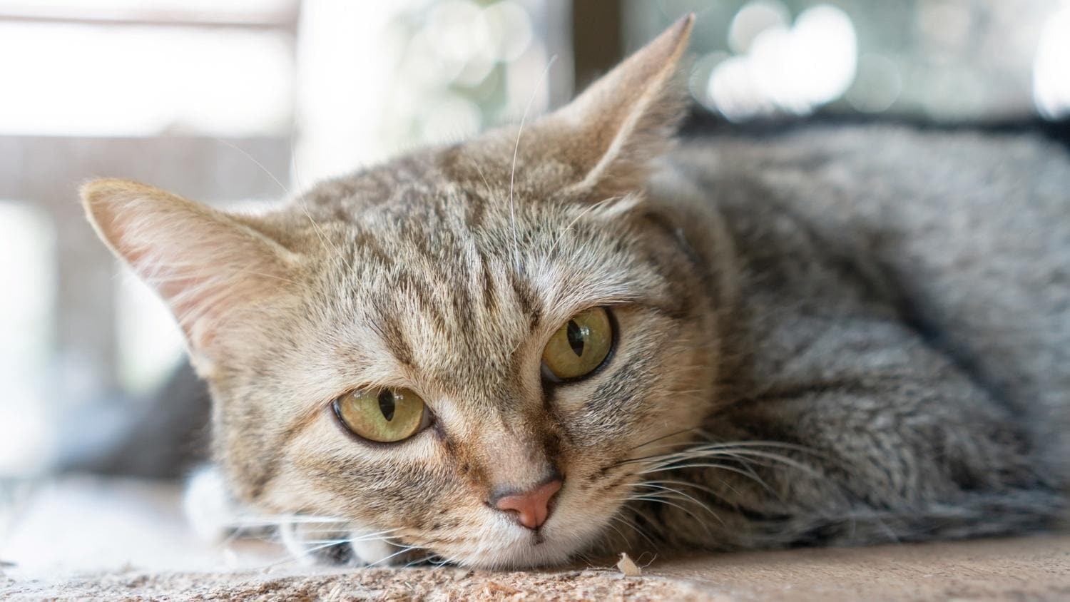 イケメン猫専門医に聞く“保護猫”を迎える心構えと準備＆迎えた後の問題を解決 