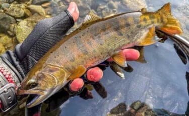 渓流エサ釣りで29.5cm「泣き尺」ヤマメと対面【熊本】解禁日釣行で手中
