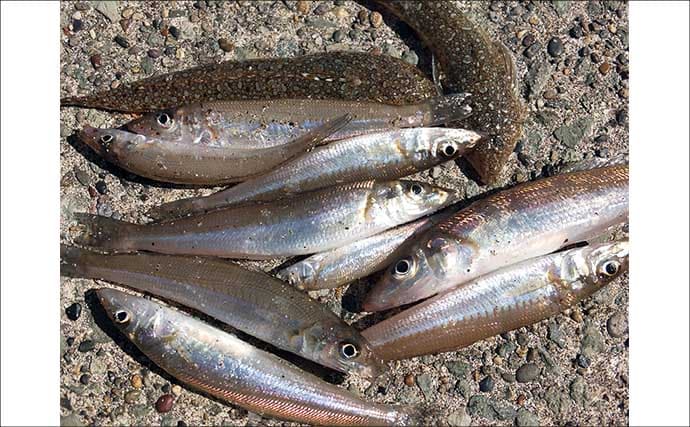 漁港でのチョイ投げ釣りでシロギス7尾【静岡・南伊豆】外海の荒れ模様が奏功か？