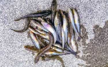 「秋晴れの運河でハゼ連発!」霞ケ浦緑地公園のちょい投げ釣りで32匹手中【三重】