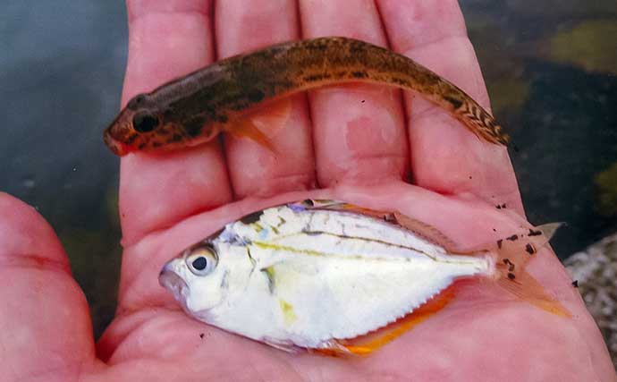 「秋晴れの運河でハゼ連発!」霞ケ浦緑地公園のちょい投げ釣りで32匹手中【三重】