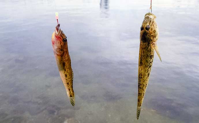 「秋晴れの運河でハゼ連発!」霞ケ浦緑地公園のちょい投げ釣りで32匹手中【三重】