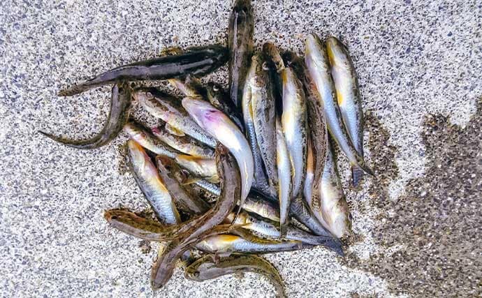 「秋晴れの運河でハゼ連発!」霞ケ浦緑地公園のちょい投げ釣りで32匹手中【三重】