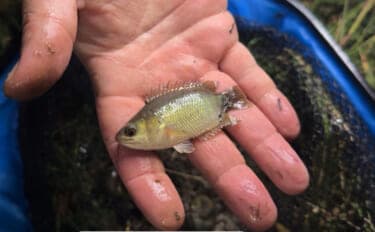 日本で人気の観賞用熱帯魚も国が変われば貴重な食材だった?