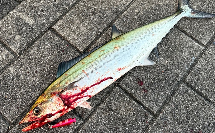 陸っぱりルアー釣りは朝と夕方どちらが楽しめる？　初心者こそ朝マヅメを推奨