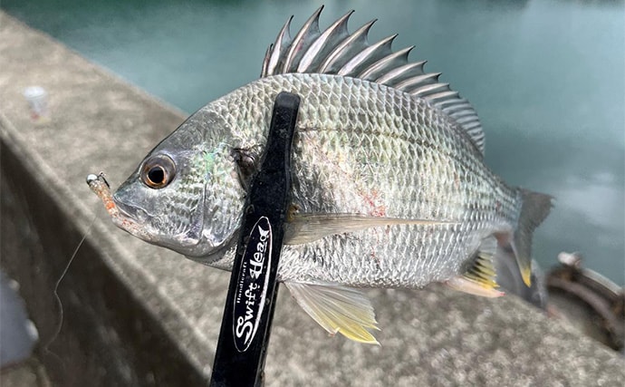 中紀エリアのライトゲームでキビレにアジにアオリイカと多彩！【和歌山】