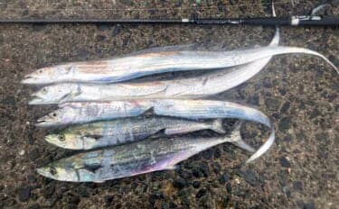 志賀島のワインドゲームで指4本幅タチウオ&サゴシ連発!【福岡】雨中でも好時合を攻略