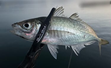 波止アジングで30cm級頭に良型アジ連発！【和歌山】時合いはわずか15分