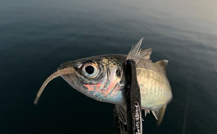 波止アジングで30cm級頭に良型アジ連発！【和歌山】時合いはわずか15分