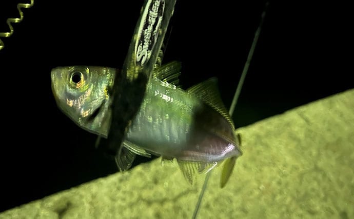 波止アジングで30cm級頭に良型アジ連発！【和歌山】時合いはわずか15分