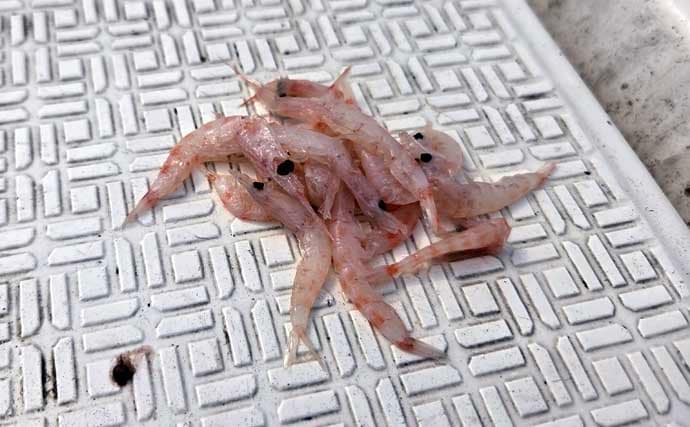 レンタルボートでのタイラバ釣行で多彩魚種顔見せ【三重】シロアマダイは不発