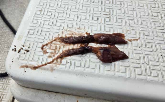 レンタルボートでのタイラバ釣行で多彩魚種顔見せ【三重】シロアマダイは不発