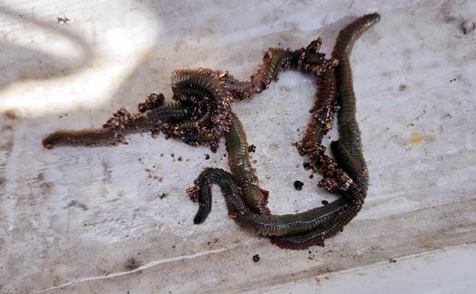 レンタルボートでのタイラバ釣行で多彩魚種顔見せ【三重】シロアマダイは不発