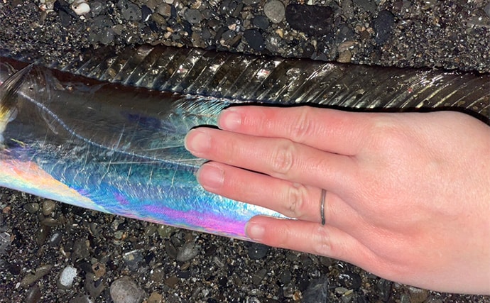 三保サーフでのショアジギングでF5クラス良型タチウオをゲット！【静岡】