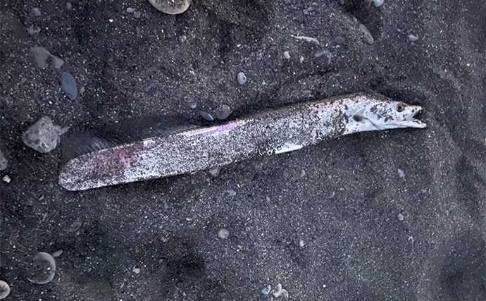 三保サーフでのショアジギングでF5クラス良型タチウオをゲット！【静岡】