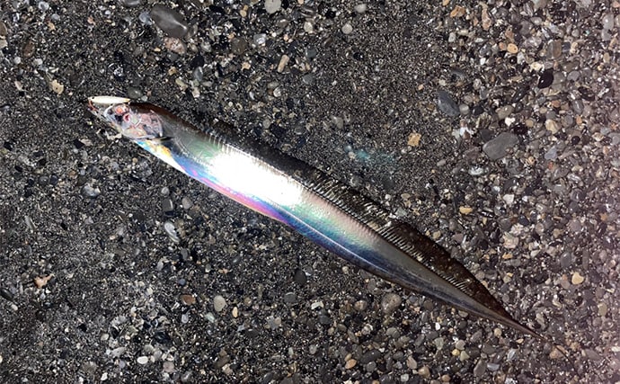 三保サーフでのショアジギングでF5クラス良型タチウオをゲット！【静岡】