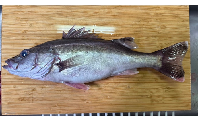 二重に間違われる可哀想な超高級魚『アラ』　知名度は低いけど味は抜群