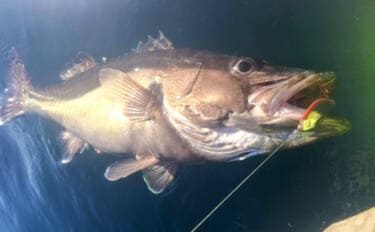 二重に間違われる可哀想な超高級魚『アラ』　知名度は低いけど味は抜群