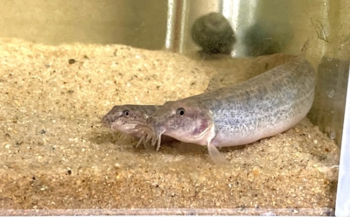 「ドジョウが出てきてこんにちは」は昔の話　ひっそりと消えていくドジョウたち