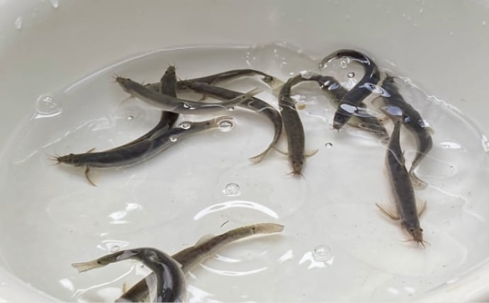 「ドジョウが出てきてこんにちは」は昔の話　ひっそりと消えていくドジョウたち