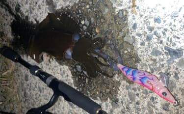 「意外な場所にチャンスあり!」陸っぱりエギング釣行で秋アオリイカと対面成功【島根】