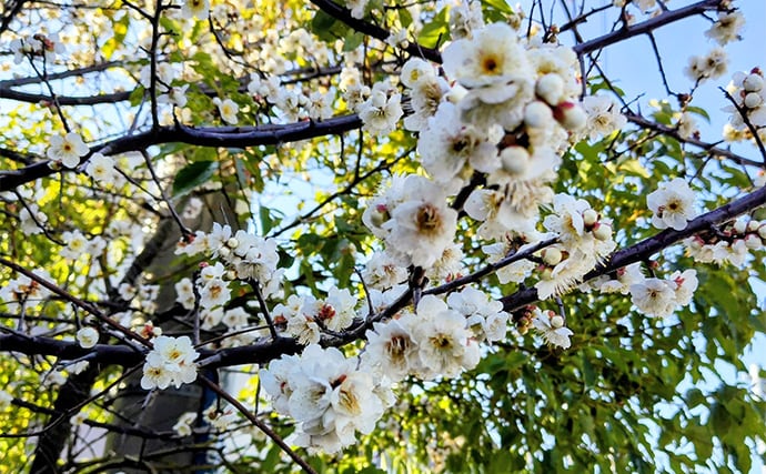 河川のバチパターン高実績ルアー3選　おすすめカラーと釣り方も解説