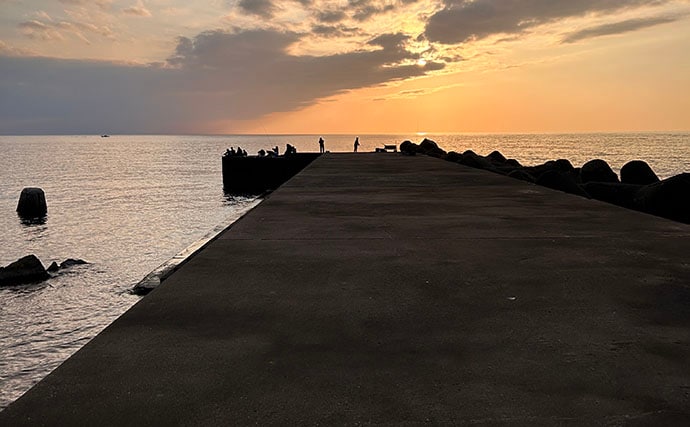 「堤防ヤリイカ釣りシーズン到来！」回遊の時合い逃さず1時間で5杯手中【福井】