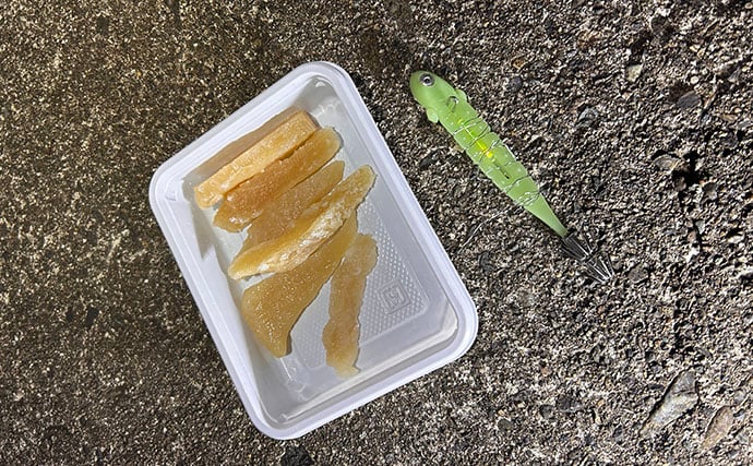 「堤防ヤリイカ釣りシーズン到来！」回遊の時合い逃さず1時間で5杯手中【福井】