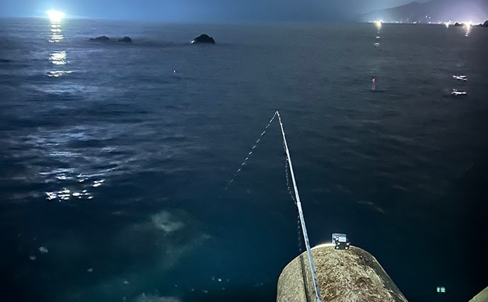 「堤防ヤリイカ釣りシーズン到来！」回遊の時合い逃さず1時間で5杯手中【福井】