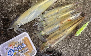 「堤防ヤリイカ釣りシーズン到来!」回遊の時合い逃さず1時間で5杯手中【福井】