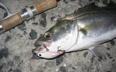 「早春のベイトは小型!」サーフの【マイクロベイトパターン】シーバスゲーム攻略術