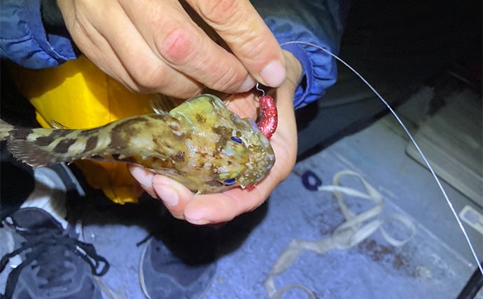 シーズン序盤のボートロックゲームで25cm良型カサゴ【三重】消波ブロック帯でヒット